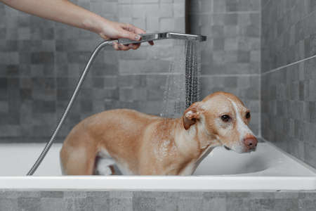 brown dog showering in gray bathroomの写真素材