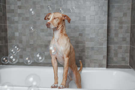 brown dog showering in gray bathroomの写真素材