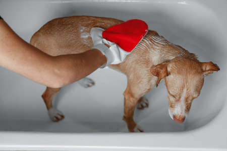 brown dog showering in gray bathroomの写真素材