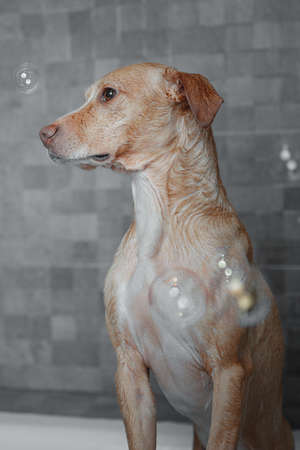 brown dog showering in gray bathroomの写真素材