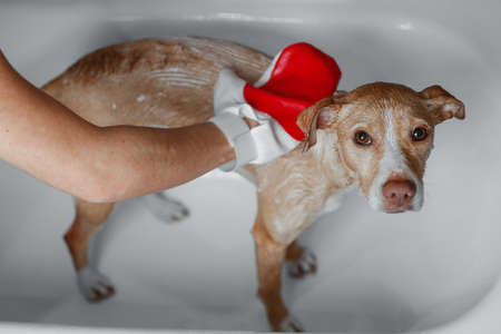 brown dog showering in gray bathroomの写真素材