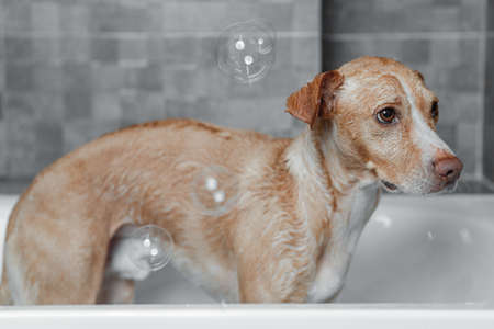 brown dog showering in gray bathroomの写真素材