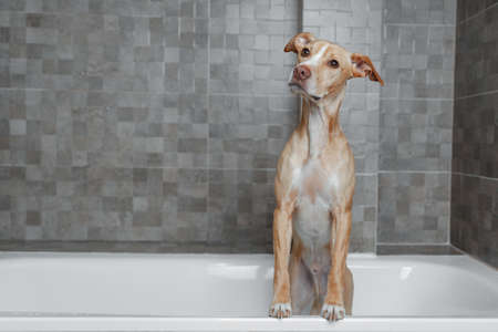 brown dog showering in gray bathroomの写真素材