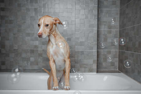 brown dog showering in gray bathroomの写真素材