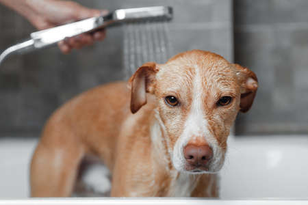 brown dog showering in gray bathroomの写真素材