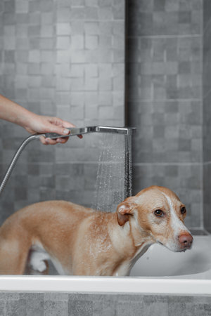 brown dog showering in gray bathroomの写真素材