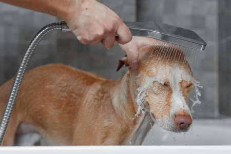 brown dog showering in gray bathroomの写真素材