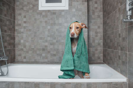 brown dog showering in gray bathroomの写真素材
