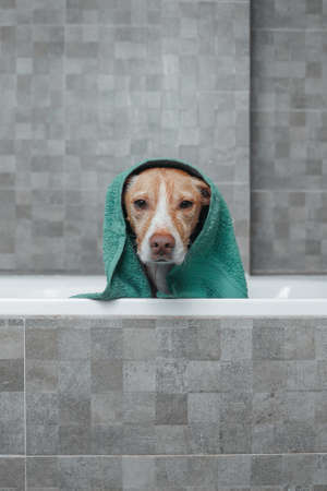 brown dog showering in gray bathroomの写真素材