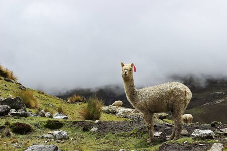 Portrait of an alpaca (vicugna pacos)の写真素材