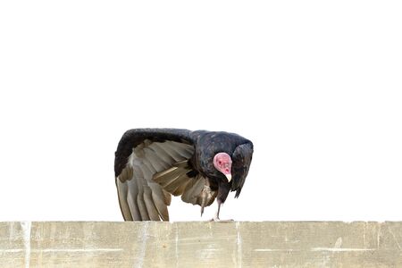 Turkey vulture (Cathartes aura), detail of the approach to the specimen perched and displaying the...