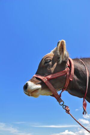 Domestic cow, take made in a chupaca camp.の写真素材