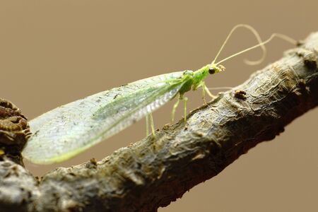 Green leafhopper on bush branch