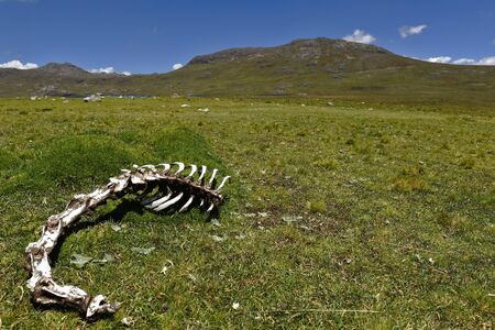 Mammalian backbone found in the rural fields of the Andesの写真素材