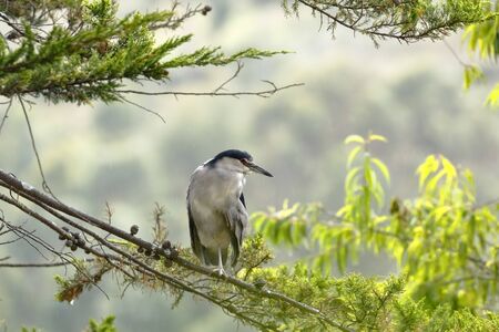 Heron (Nycticorax nycticorax) perched on branchの写真素材