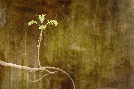 Solitary branchの写真素材