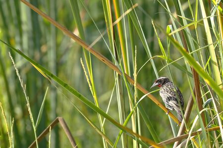 Peruvian meadowlark (Sturnella bellicosa), hidden specimen among the reeds in complete freedom.の写真素材