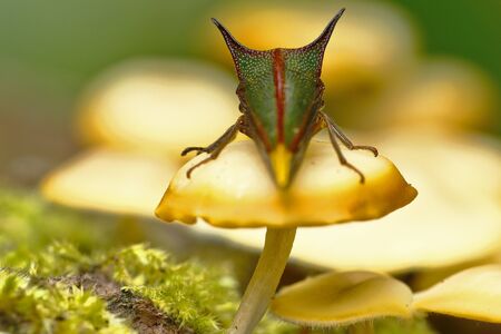Membracidae perched on a mushroom
