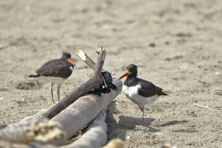 American Oystercatcher (Haematopus palliatus) taken in freedomの写真素材