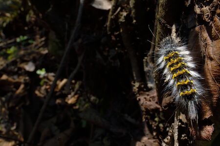 Small stinging caterpillar perched on a leaf in an Andean forest