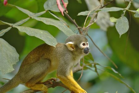 Common Squirrel Monkey (Saimiri sciureus); Copy taken in freedom