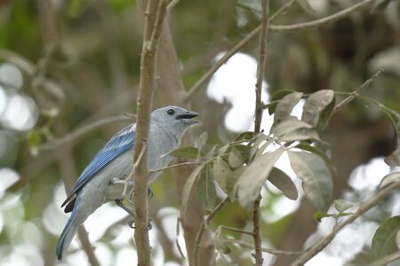 Blue-gray tanager (Thraupis episcopus), beautiful specimen perched on the branches of a tree.の写真素材