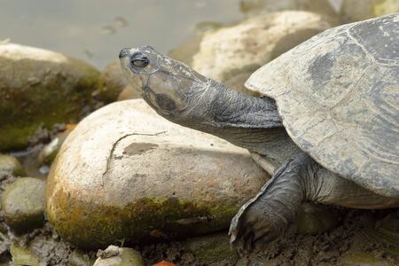 Arrau River turtle (Podocnemis expansa), specimen taken in captivityの写真素材