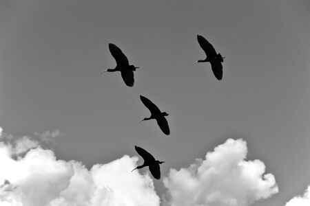 small band of Yanavicos (Plegadis ridgwayi) crossing the sky.の写真素材