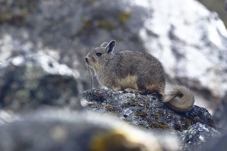 Southern Viscacha (Lagidium viscacia) taken in freedom near the snowy verdish. Huancayo, PerÃºの写真素材