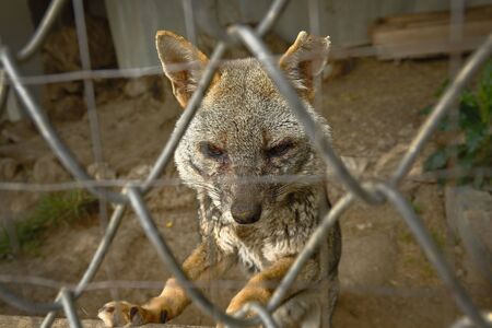 costeÃ±o fox (Lycalopex sechurae) in captivity inside a zoo