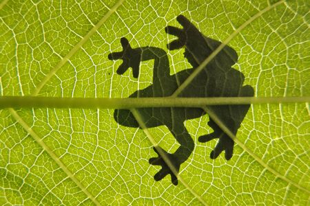 Frog on leaf against backlightの写真素材
