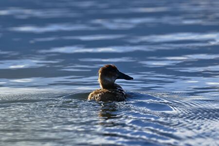 Wide-billed frog duck (Oxyura ferruginea) swimming lonelyの写真素材