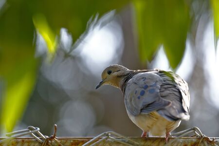 Dove torcaza (Zenaida auriculata) walking on iron fence