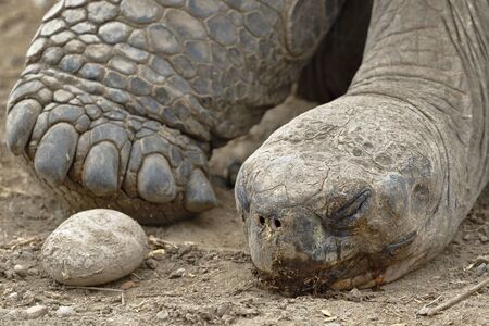 Floreana Giant Tortoise (Chelonoidis nigra Complex), specimen taken in captivity