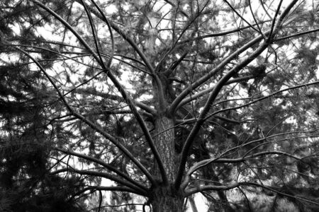 Black and white detail of pine tree (Pinus radiata)の写真素材