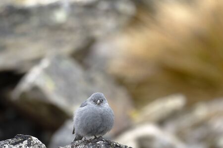 Beautiful specimen of plumbeous sierra-finch (Phrygilus unicolor) male, perched on a rock in its natural environment. Huancayo - Peru.の写真素材