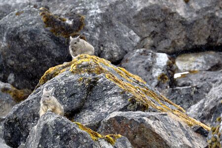 Vizcacha peruana (Lagidium Peruanum)の写真素材