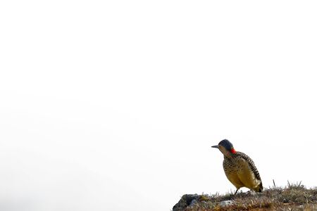 Andean flicker (Colaptes rupicola) sighted in its natural environment at 4000 meters above seated on rocks at sunsetの写真素材