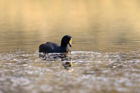 Giant coot (Fulica gigantea) sighted in its natural environment at 4000 masl in an Andean lagoon while swimming calmly.の写真素材