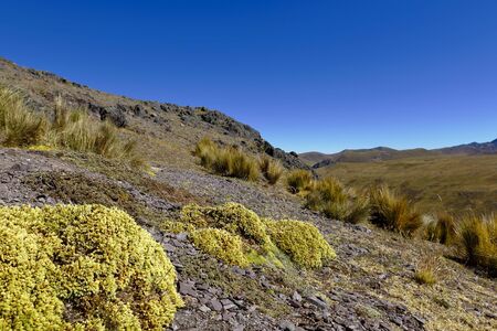 Planta andina (Azorella sp.)の写真素材