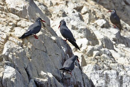 Group of Inca tern (Larosterna inca) perched in freedom on a rocky boulder of the Ballestas Islands in Paracas, Peru.の写真素材
