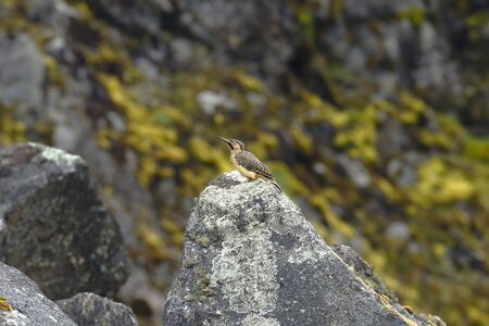 Small bird called Andean woodpecker (Colaptes rupicola) perched on a rock in the cold Andean heightsの写真素材