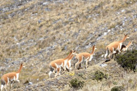 VicuÃ±a (Vicugna vicugna) walking during the day for its extensive areas full of pastures in the Andes.の写真素材