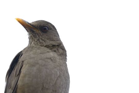 Chiguanco Thrush (Turdus chiguanco) perched on iron bars inside an urban park