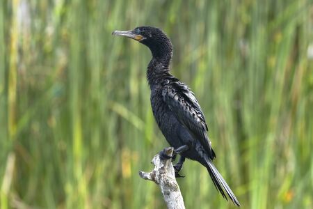 Neotropic cormorant (Nannopterum brasilianus), specimen specimen perched on trunk in its natural habitat.の写真素材