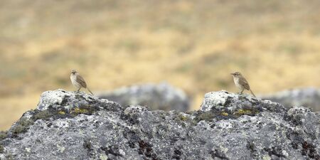 A small Streak-throated Canastero (Asthenes humilis) perched on a rock.の写真素材