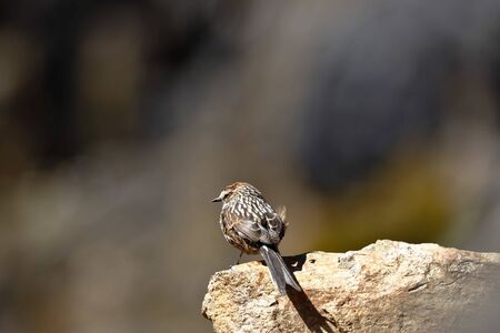coludito andino (Leptasthenura andicola)