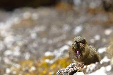 olivaceous Thornbill (Chalcostigma olivaceum) perched on a rock in the Andean heights.の写真素材