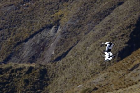 Pair of Andean goose (Chloephaga melanoptera) flying over the Andean mountain ranges, in their...