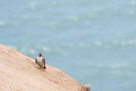 PEREGRINE FALCON (Falco peregrinus), beautiful hawk perched on a cliff by the sea. Ica - Peru